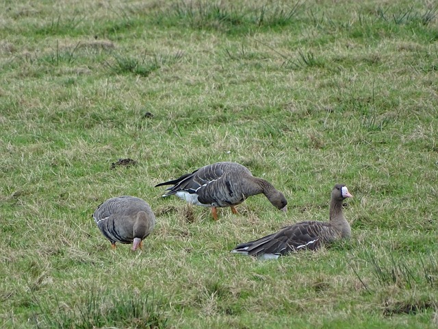 率和强大的 率和强大的
